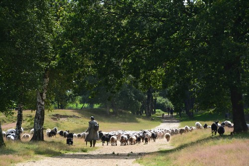 Drenthe Campings de leukste campings in Drenthe45