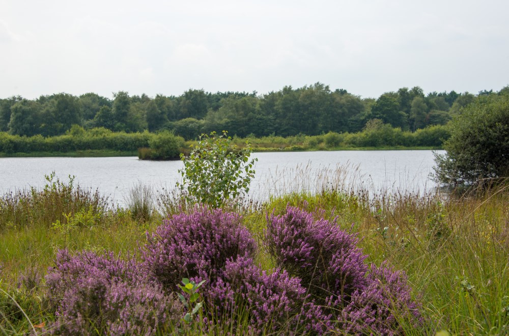 natuur drenthe campings04