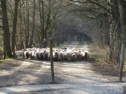 wandelen in Drenthe