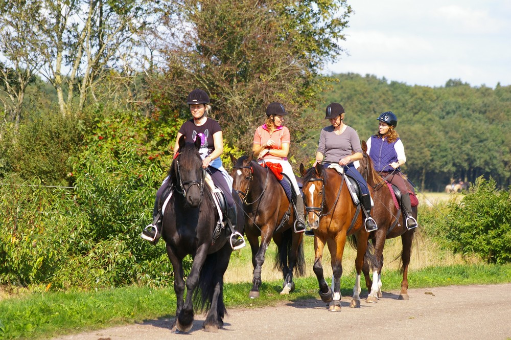 Camping Reenwissel in Drenthe5