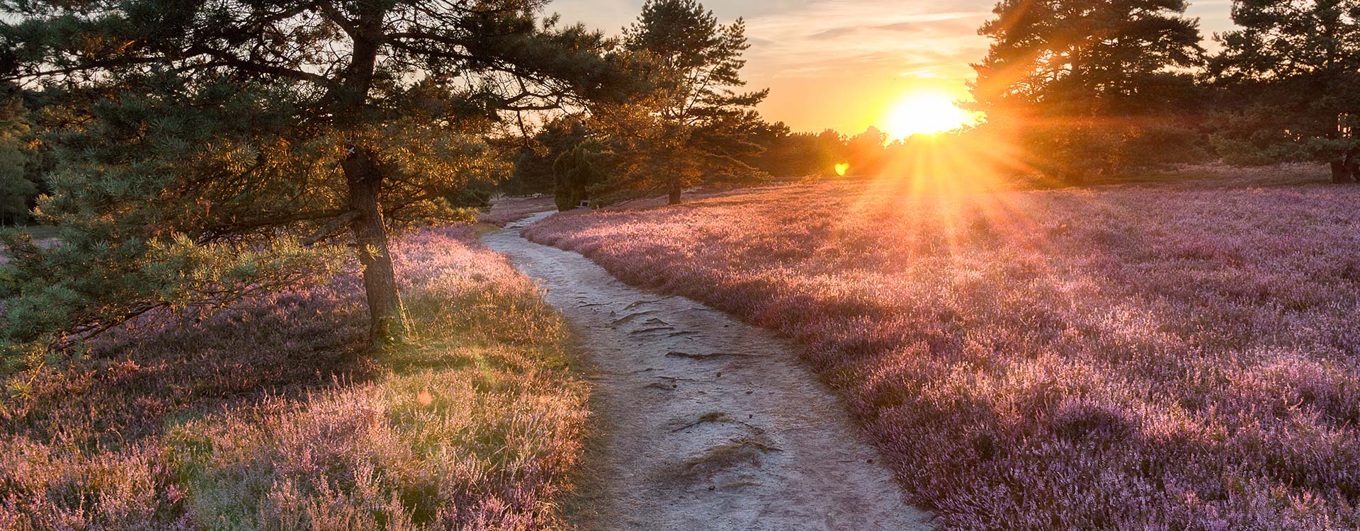 bijzondere-en-unieke-omgeving-van-dwingeloo-het-dwingelderveld